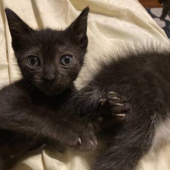 Binkey-KS -  Domestic Short Hair Cat for Adoption in Tallahassee, Florida - Binkey-KS | PetCurious
