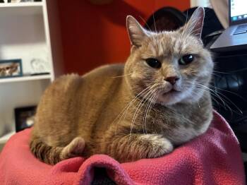 Daisy -  Domestic Short Hair Cat for Adoption in Saint Paul, Minnesota - Daisy | PetCurious