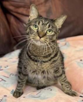 Meatball -  Domestic Short Hair Cat for Adoption in North Myrtle Beach, South Carolina - Meatball | PetCurious