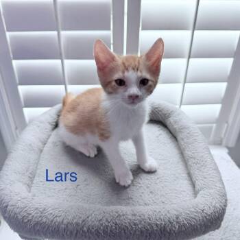 Lars * -  Domestic Short Hair and Tabby Cat for Adoption in West Palm Beach, Florida - Lars * | PetCurious