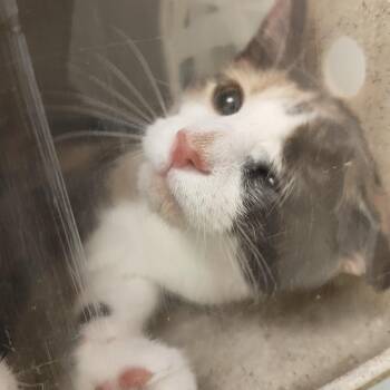 Charms -  Domestic Short Hair Cat for Adoption in Philadelphia, Pennsylvania - Charms | PetCurious