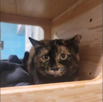 Domestic Short Hair Cats Available for Adoption - Big Tort | PetCurious