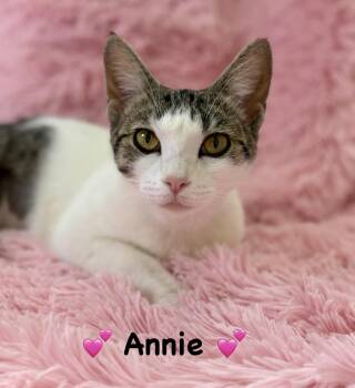 Annie -  Domestic Short Hair Cat for Adoption in Copley, Ohio - Annie | PetCurious