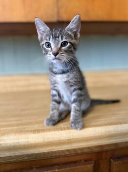 Rescue Domestic Short Hair Cats for Adoption in Clinton, North Carolina - Uno | PetCurious