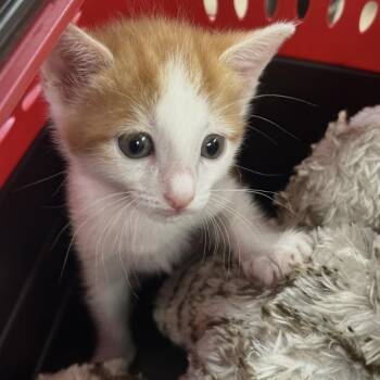 Domestic Short Hair Cats Available for Adoption in Houston, Texas - Zipper | PetCurious