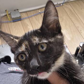 Royal -  Domestic Short Hair Cat for Adoption in Leander, Texas - Royal | PetCurious