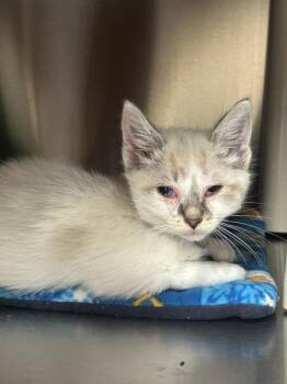 Domestic Short Hair Cats Available for Adoption in Vancouver, Washington - Katakuri | PetCurious