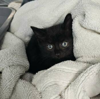 Wrangler -  Domestic Short Hair Cat for Adoption in Washington Court House, Ohio - Wrangler | PetCurious