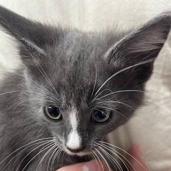 Tommy -  Domestic Short Hair Cat for Adoption in Green Forest, Arkansas - Tommy | PetCurious