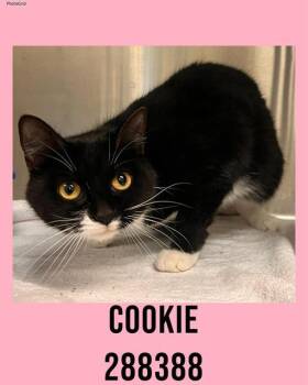 Domestic Short Hair Cats Available for Adoption in Macon, Georgia - COOKIE | PetCurious