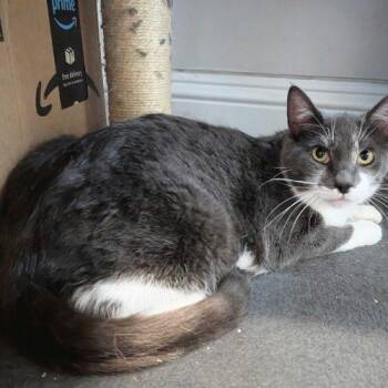 Fleur -  Domestic Short Hair Cat for Adoption in Seven Valleys, Pennsylvania - Fleur | PetCurious
