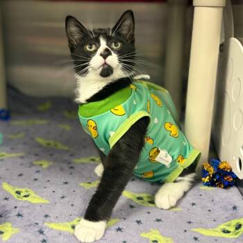 Fig -  Domestic Short Hair Cat for Adoption in Keizer, Oregon - Fig | PetCurious