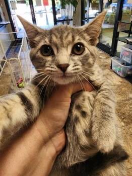 Riven $75 At Petsmart Seneca -  Domestic Short Hair Cat for Adoption in Seneca, South Carolina - Riven $75 At Petsmart Seneca | PetCurious