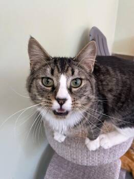 Eric Junior -  Domestic Long Hair Cat Available for Adoption in Trenton, Maine - Eric Junior | PetCurious