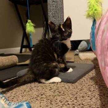 Monarch -  Domestic Medium Hair Cat for Adoption in Seven Valleys, Pennsylvania - Monarch | PetCurious