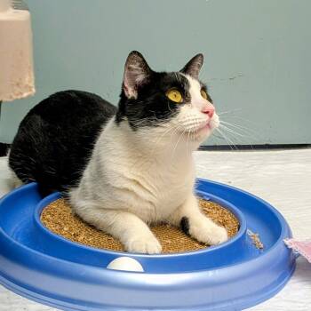 Rescue Domestic Short Hair Cats for Adoption in Medfield, Massachusetts - Ori And Maxwell | PetCurious