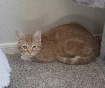 Domestic Short Hair Cats Available for Adoption in Tucson, Arizona - Noelle | PetCurious