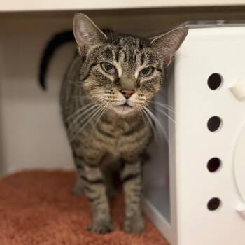 Lola -  Domestic Short Hair Cat for Adoption in Sarasota, Florida - Lola | PetCurious