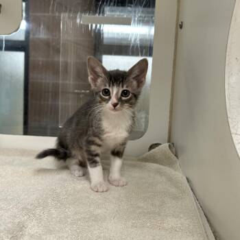 Rosalind Franklin -  Domestic Short Hair Cat for Adoption in Cheyenne, Wyoming - Rosalind Franklin | PetCurious