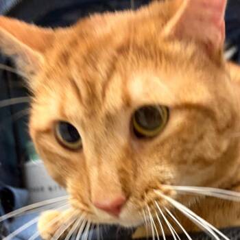 Nick -  Domestic Short Hair Cat for Adoption in Murray, Utah - Nick | PetCurious