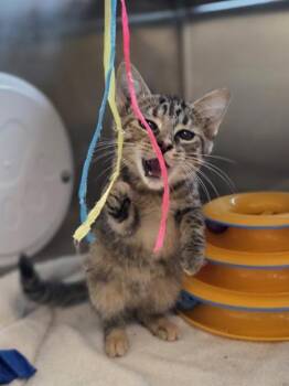 Asphalt -  Domestic Short Hair Cat for Adoption in Westland, Michigan - Asphalt | PetCurious