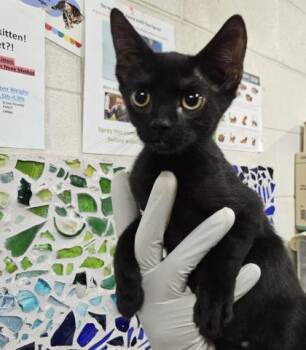JESSIE -  Domestic Short Hair Cat for Adoption in Pensacola, Florida - JESSIE | PetCurious
