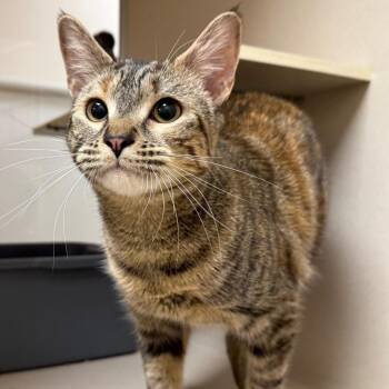 Willow -  Domestic Short Hair Cat for Adoption in Ballston Spa, New York - Willow | PetCurious