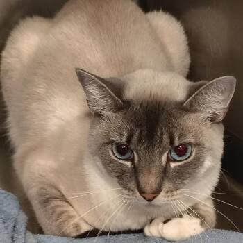 Sage (Maddie) -  Domestic Short Hair and Siamese Cat for Adoption in Lincoln, California - Sage (Maddie) | PetCurious