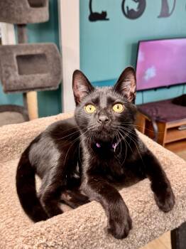 Smokie -  Domestic Short Hair Cat for Adoption in Scottsburg, Indiana - Smokie | PetCurious