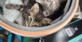 Sumo -  Domestic Medium Hair Cat for Adoption in Arlington, Washington - Sumo | PetCurious