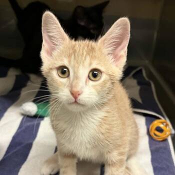 Domestic Short Hair Cats Available for Adoption in Concord, North Carolina - Cheese | PetCurious