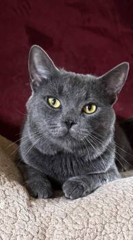 Bleu -  Domestic Short Hair Cat for Adoption in North Huntingdon, Pennsylvania - Bleu | PetCurious