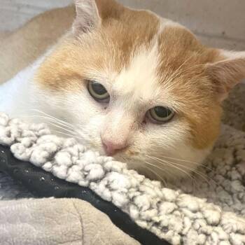 Domestic Short Hair Cats Available for Adoption - Buck | PetCurious