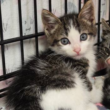 Rescue Domestic Short Hair Cats for Adoption in Pennsville Township, New Jersey - Matrix | PetCurious