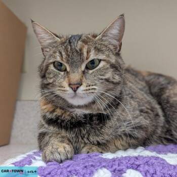 Domestic Short Hair Cats Available for Adoption - Oats | PetCurious