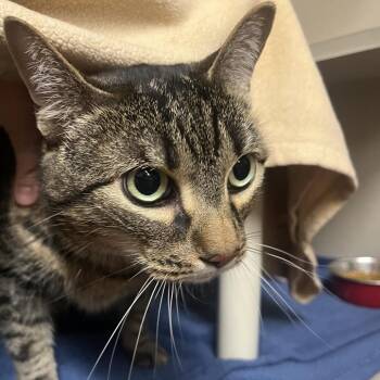 Kith -  Domestic Short Hair Cat for Adoption in Providence, Rhode Island - Kith | PetCurious
