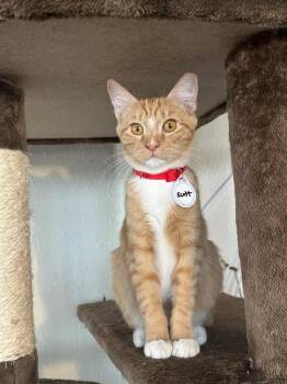 Scott -  Domestic Short Hair Cat for Adoption in Tucson, Arizona - Scott | PetCurious
