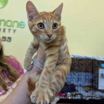 Beanie Weenie -  Domestic Short Hair Cat for Adoption in Lynchburg, Virginia - Beanie Weenie | PetCurious