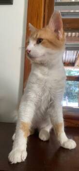 Tails -  Domestic Short Hair Cat for Adoption in Littlestown, Pennsylvania - Tails | PetCurious