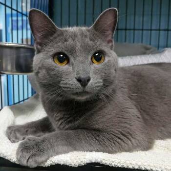 Paddy -  Russian Blue Cat for Adoption in Bloomingdale, New Jersey - Paddy | PetCurious