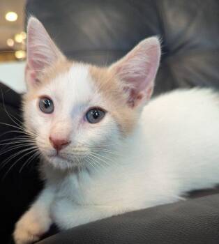 Jefferson -  Domestic Short Hair Cat for Adoption in Oviedo, Florida - Jefferson | PetCurious