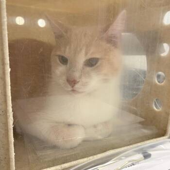 Cream -  Domestic Short Hair Cat for Adoption in Philadelphia, Pennsylvania - Cream | PetCurious
