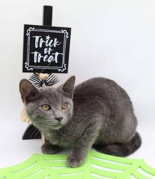 Nifty -  Domestic Short Hair Cat for Adoption in Muskegon, Michigan - Nifty | PetCurious