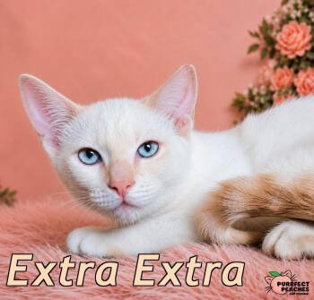 Extra Extra -  Siamese and Domestic Short Hair Cat for Adoption in Douglasville, Georgia - Extra Extra | PetCurious