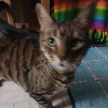 Domestic Short Hair Cats Available for Adoption - Tigger | PetCurious