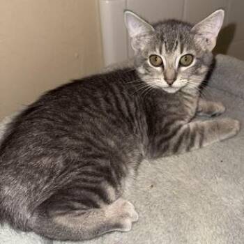 Rescue Domestic Short Hair Cats for Adoption in Liverpool, Texas - Delilah | PetCurious