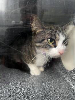 NEYTIRI -  Domestic Medium Hair Cat for Adoption in Dallas, Texas - NEYTIRI | PetCurious