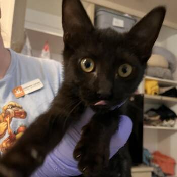 Kitsune -  Domestic Short Hair Cat for Adoption in Kanab, Utah - Kitsune | PetCurious