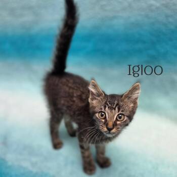 Igloo -  Domestic Short Hair Cat for Adoption in Parkersburg, West Virginia - Igloo | PetCurious