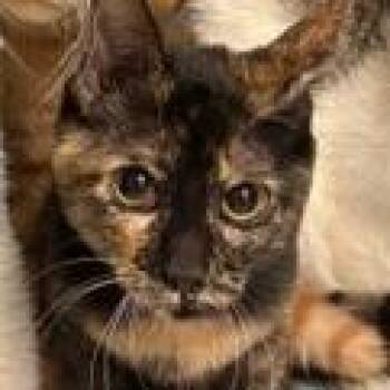 Tooter Shelby -  Domestic Short Hair Cat for Adoption in Lake Jackson, Texas - Tooter Shelby | PetCurious
